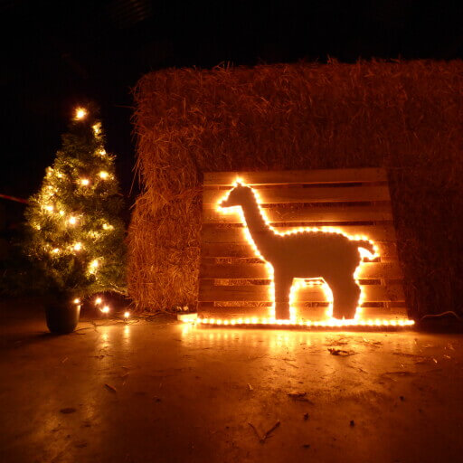 Kerst Alpacabezoek op zaterdag 21 December